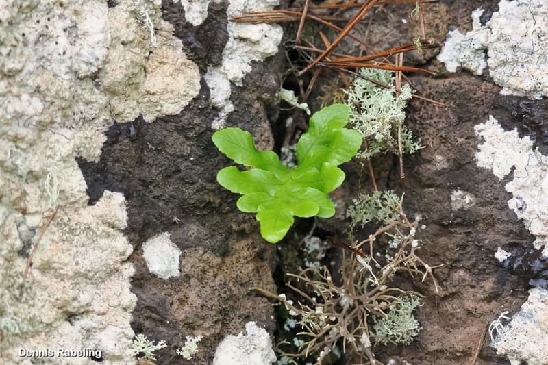 Polypodium macaronesicum photo 6