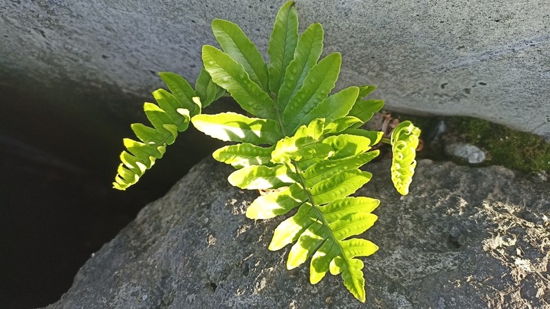 Polypodium macaronesicum photo 7