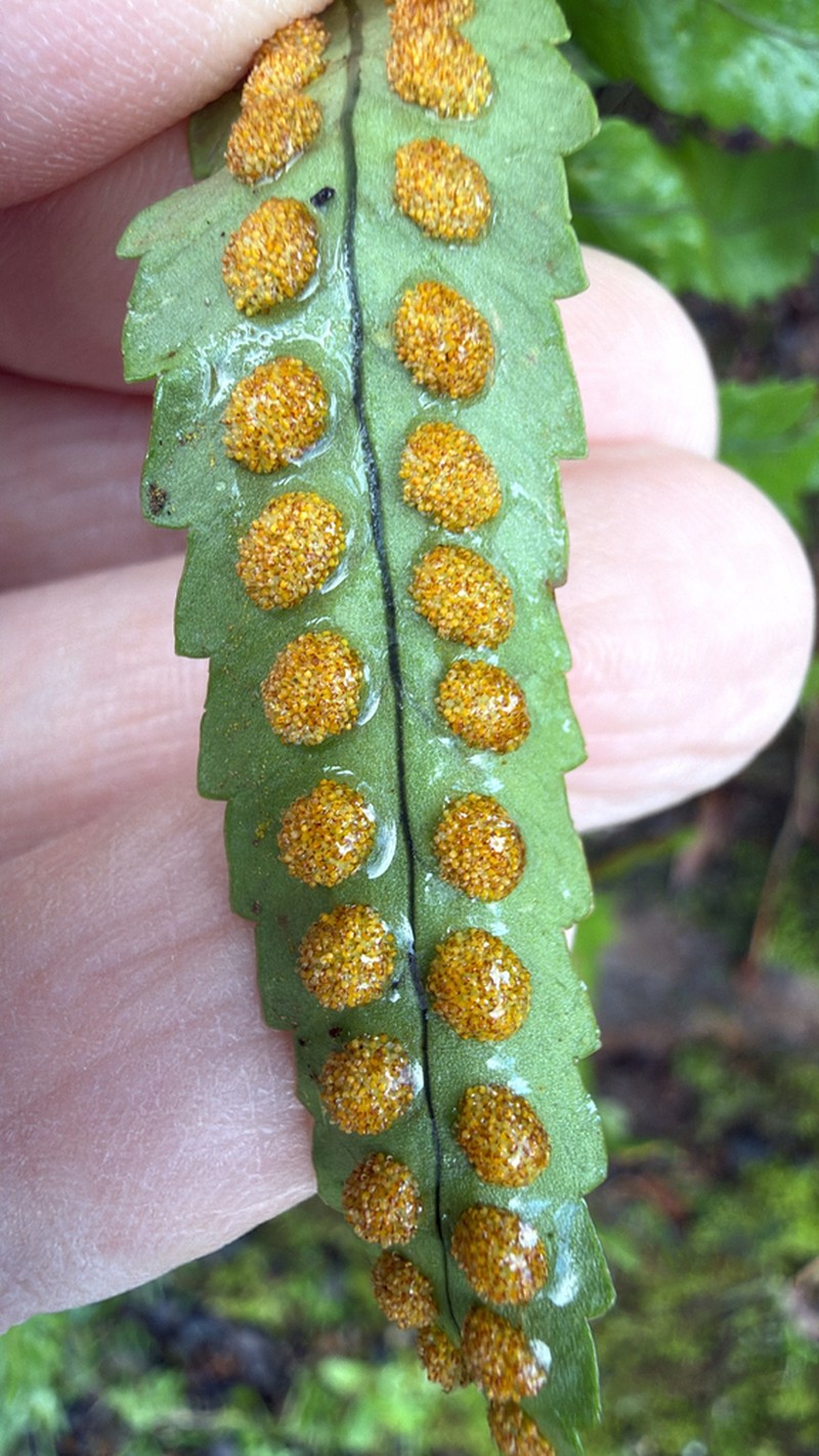 Polypodium macaronesicum photo 8