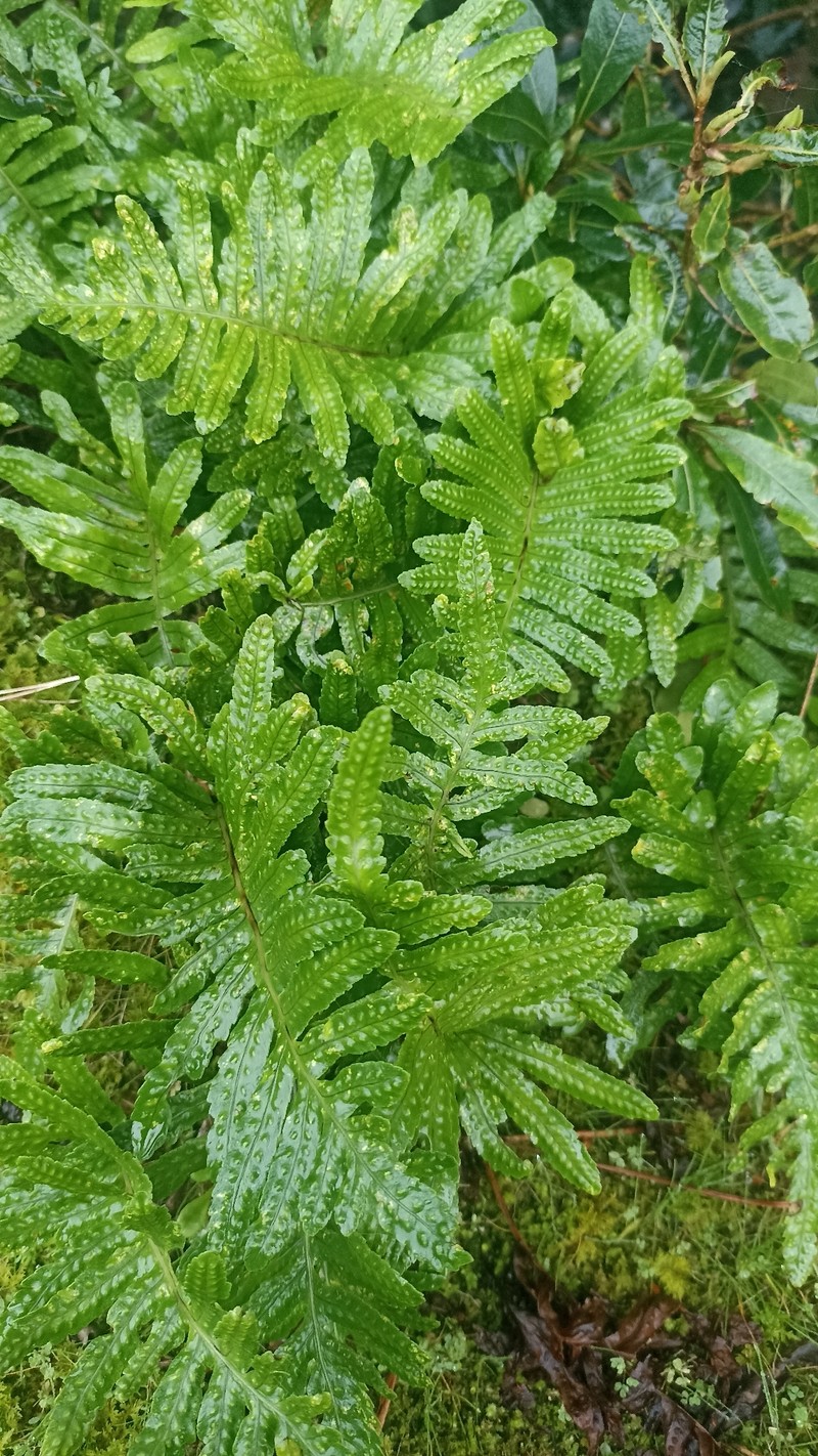 Polypodium macaronesicum subsp. azoricum photo 2