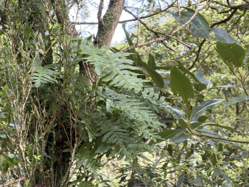 Polypodium macaronesicum subsp. azoricum photo 3