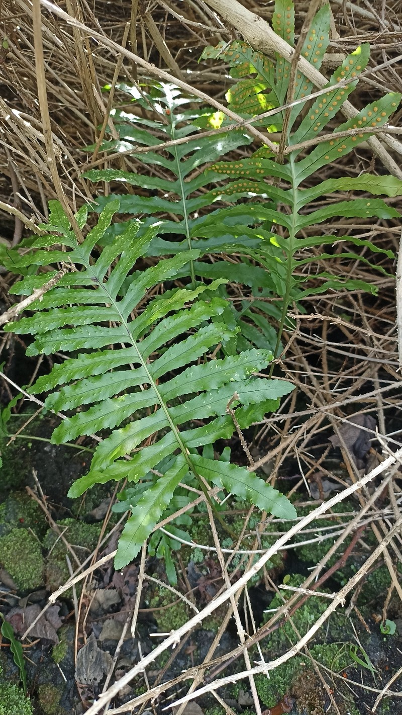 Polypodium macaronesicum subsp. azoricum photo 4