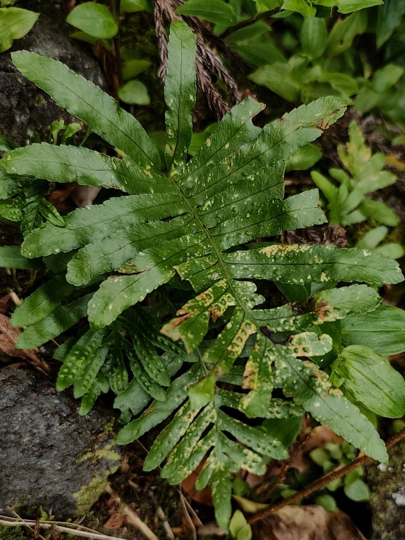Polypodium macaronesicum subsp. azoricum photo 5