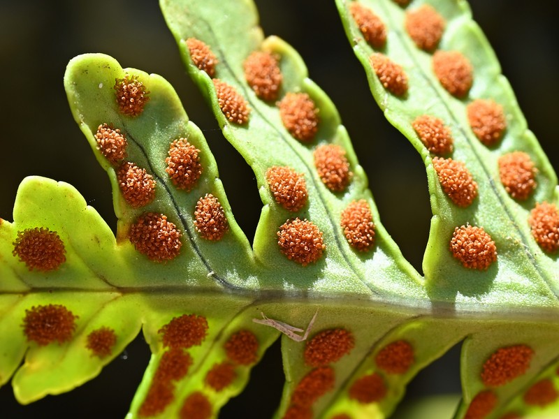 Polypodium macaronesicum subsp. azoricum