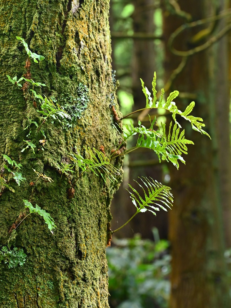 Polypodium macaronesicum subsp. azoricum photo 6