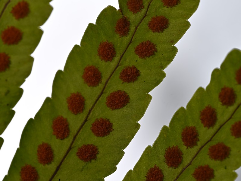 Polypodium macaronesicum subsp. azoricum photo 7