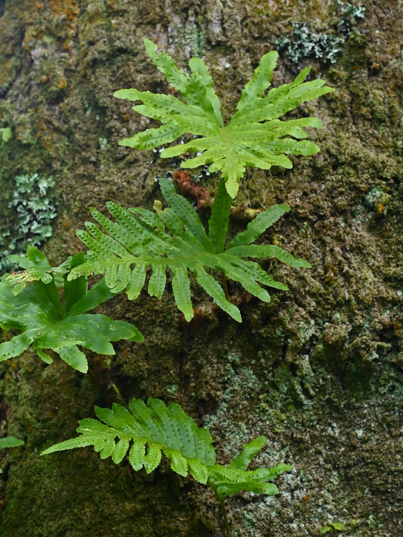 Polypodium macaronesicum subsp. azoricum photo 8