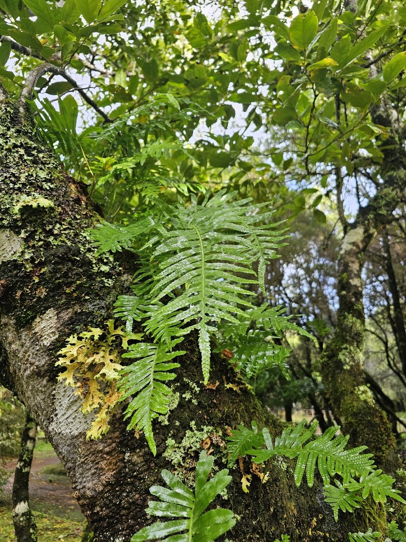Polypodium macaronesicum subsp. macaronesicum