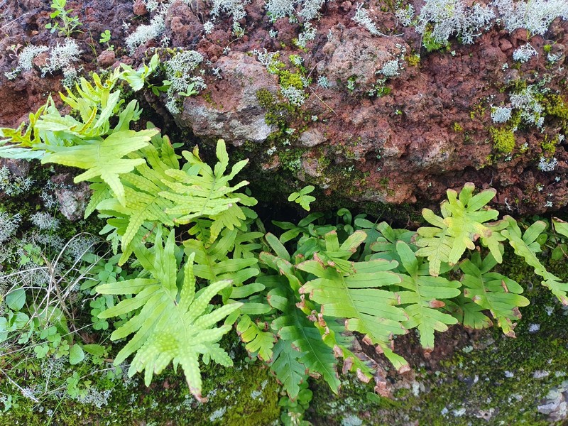 Polypodium macaronesicum subsp. macaronesicum photo 2