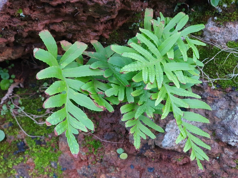 Polypodium macaronesicum subsp. macaronesicum photo 3