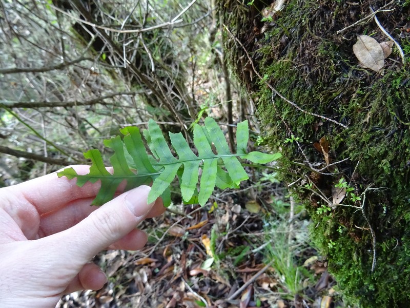 Polypodium macaronesicum subsp. macaronesicum photo 4