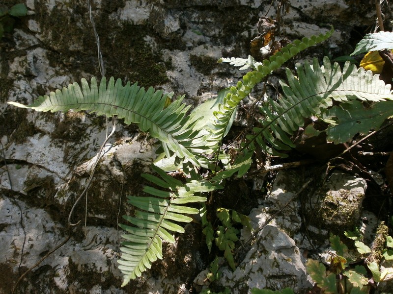 Polypodium martensii
