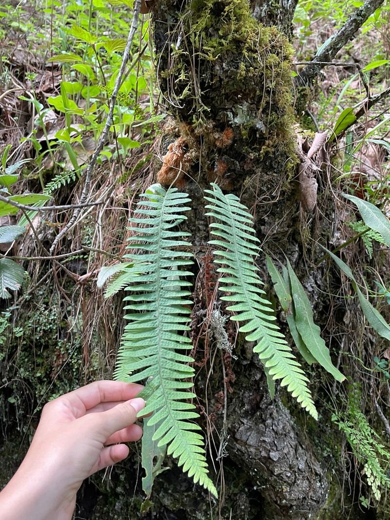 Polypodium martensii photo 2