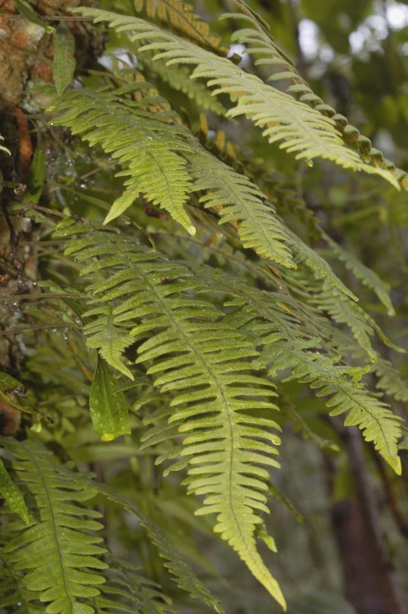 Polypodium martensii photo 3