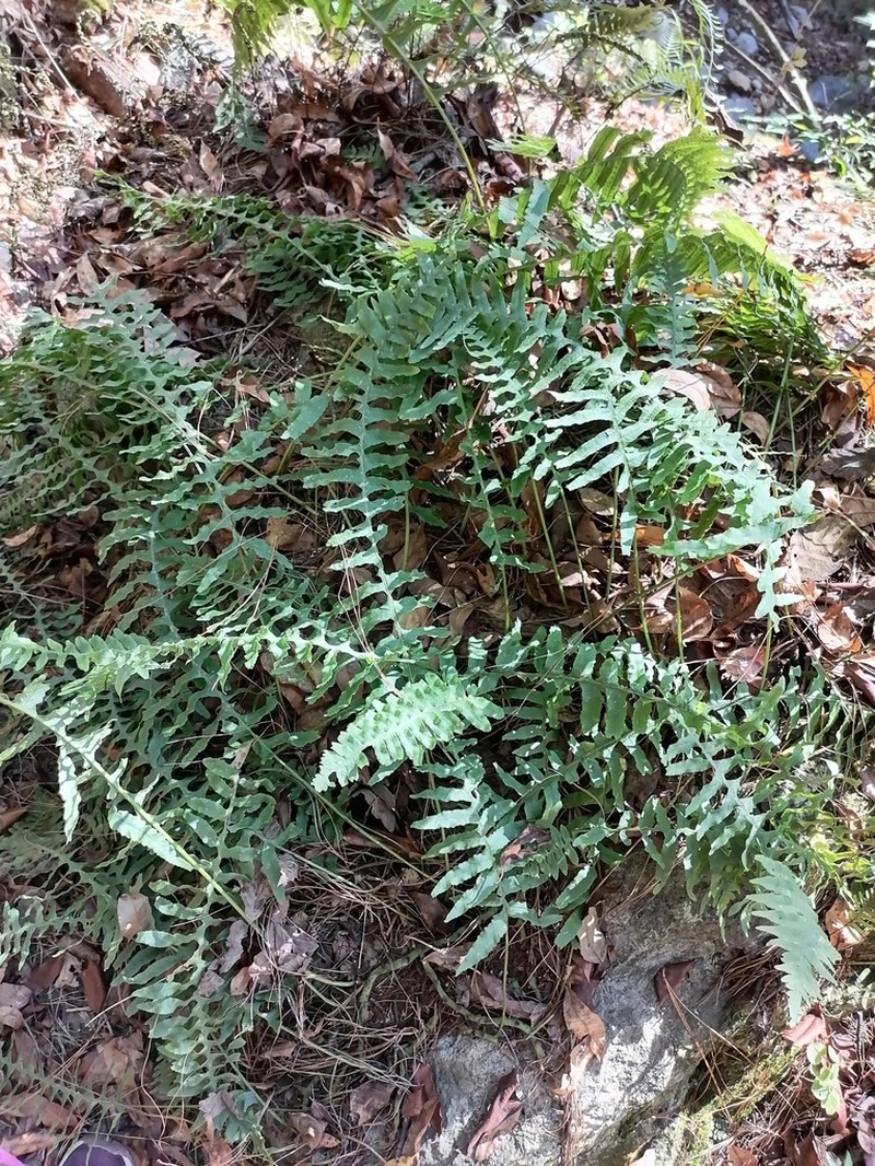 Polypodium martensii photo 4