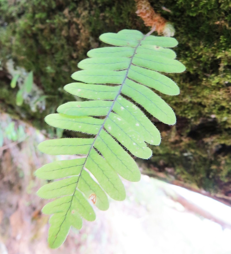 Polypodium martensii photo 5