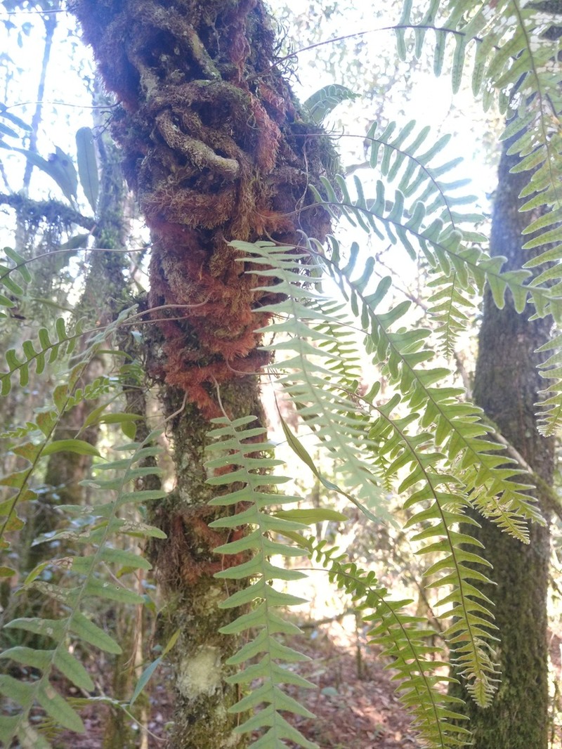 Polypodium martensii photo 6