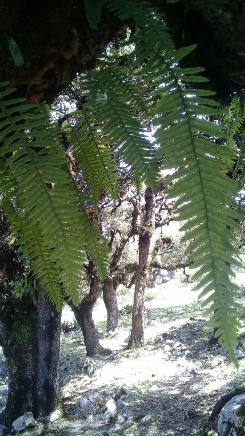 Polypodium martensii photo 7