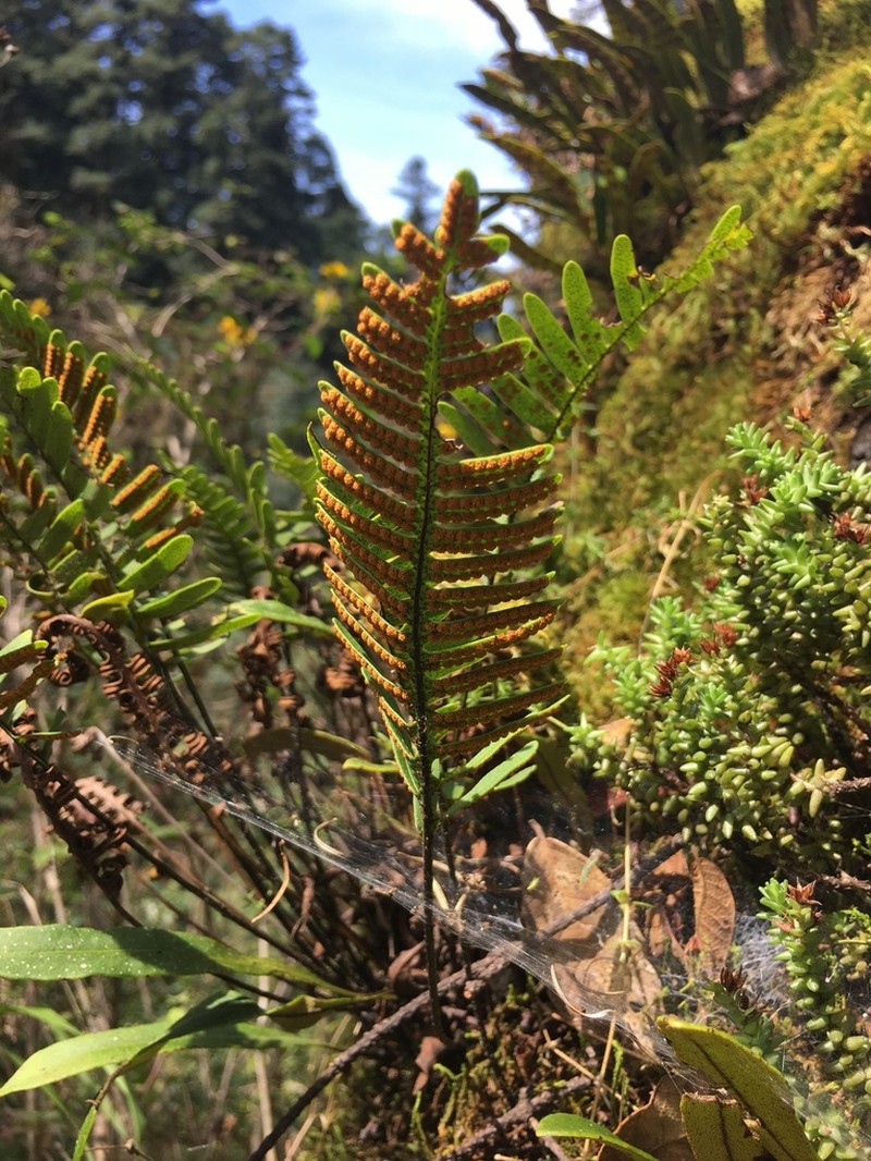 Polypodium martensii photo 8