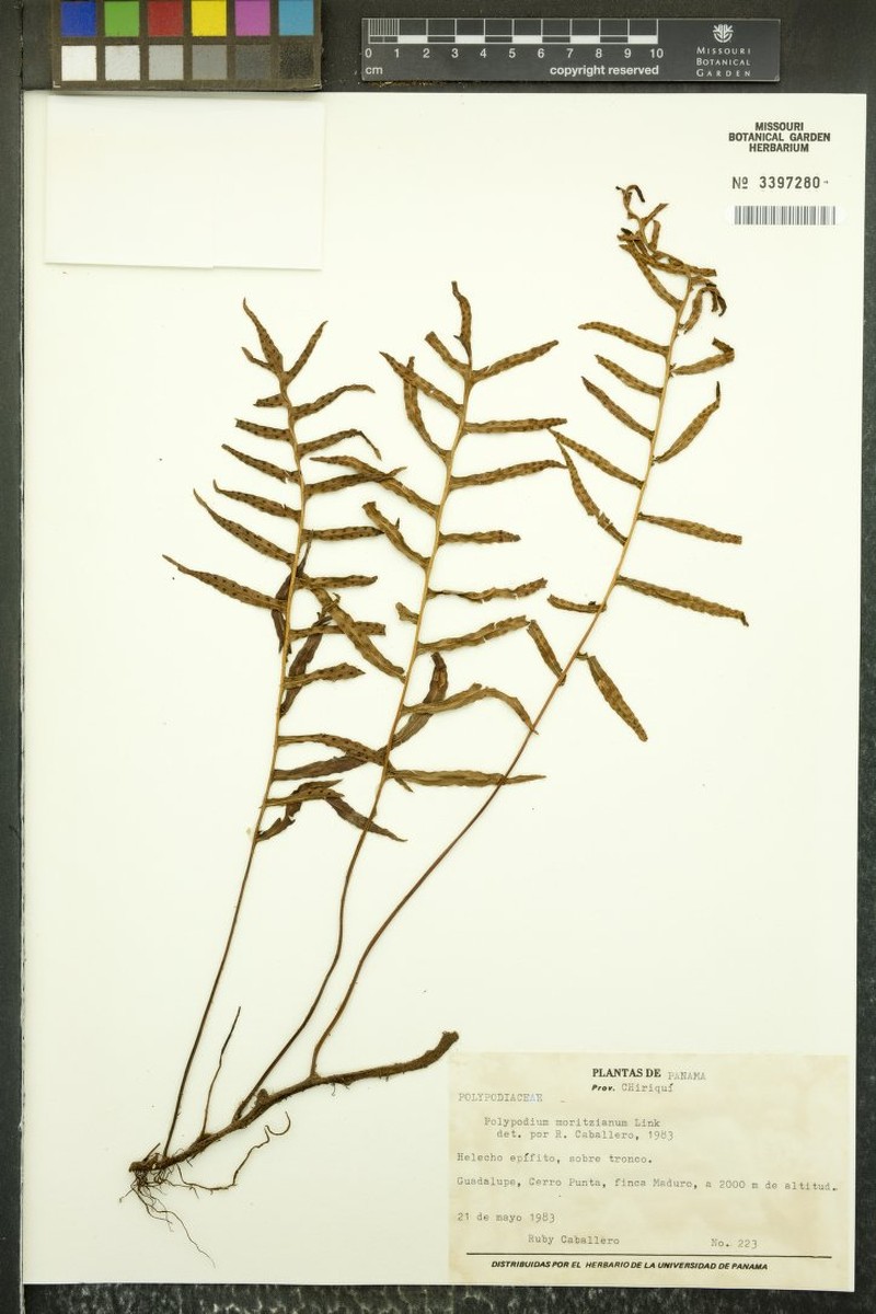 Polypodium moritzianum