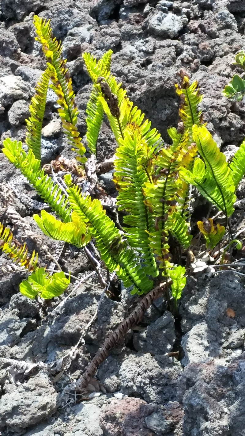 Dotted Polypody