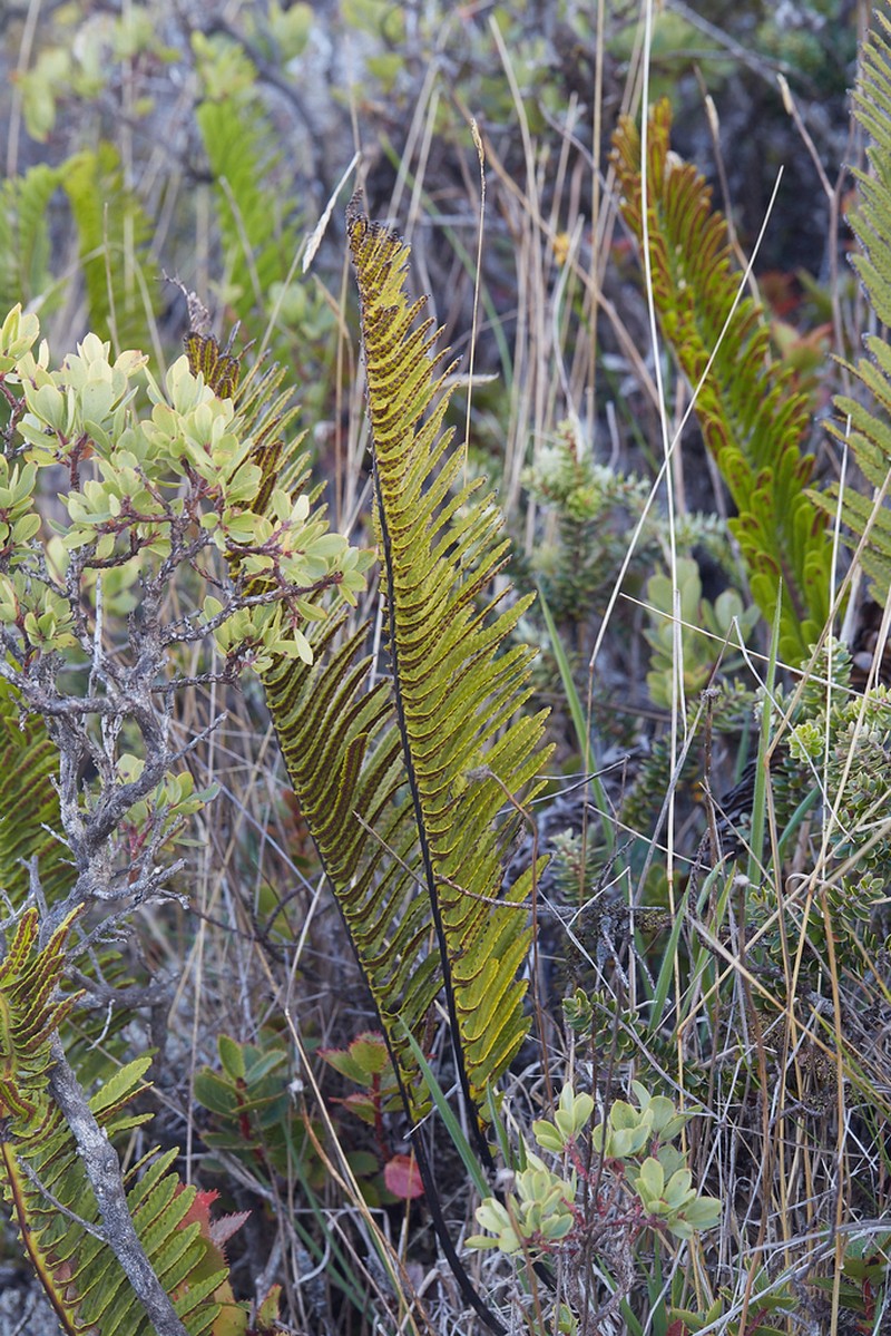 Dotted Polypody photo 2