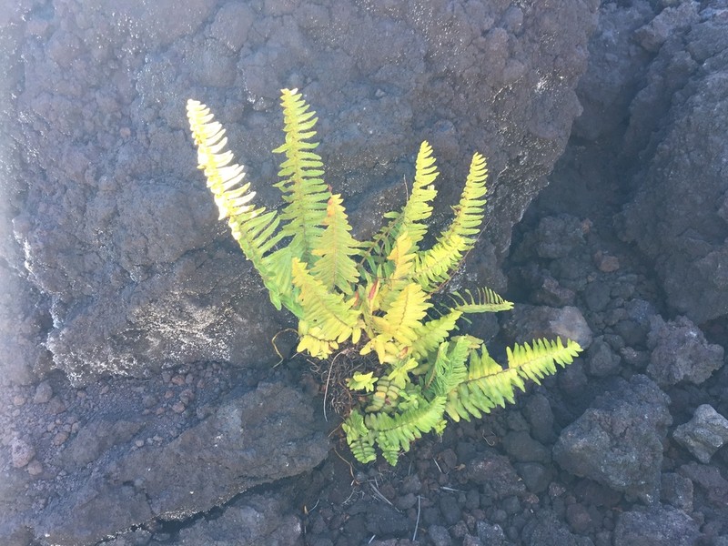 Dotted Polypody photo 3