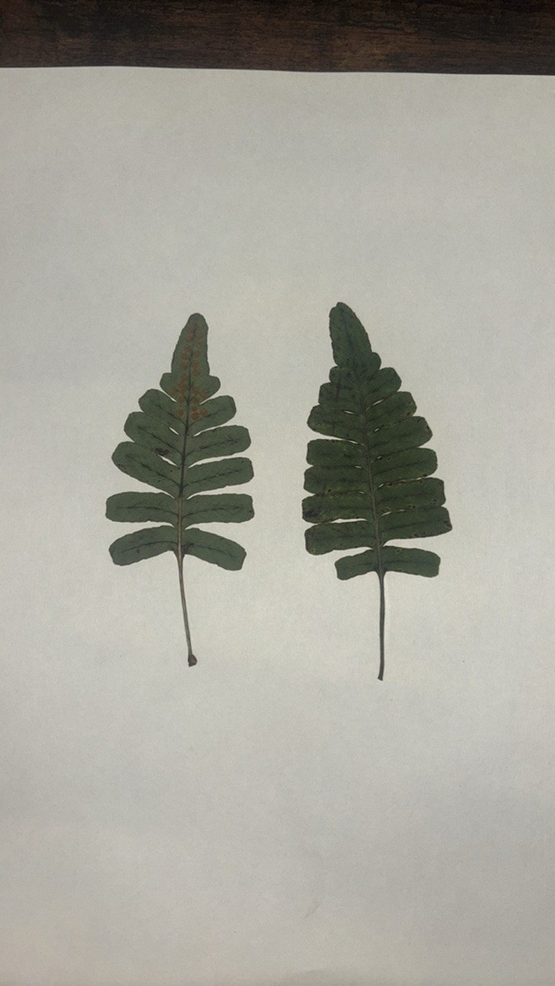 Dotted Polypody photo 4