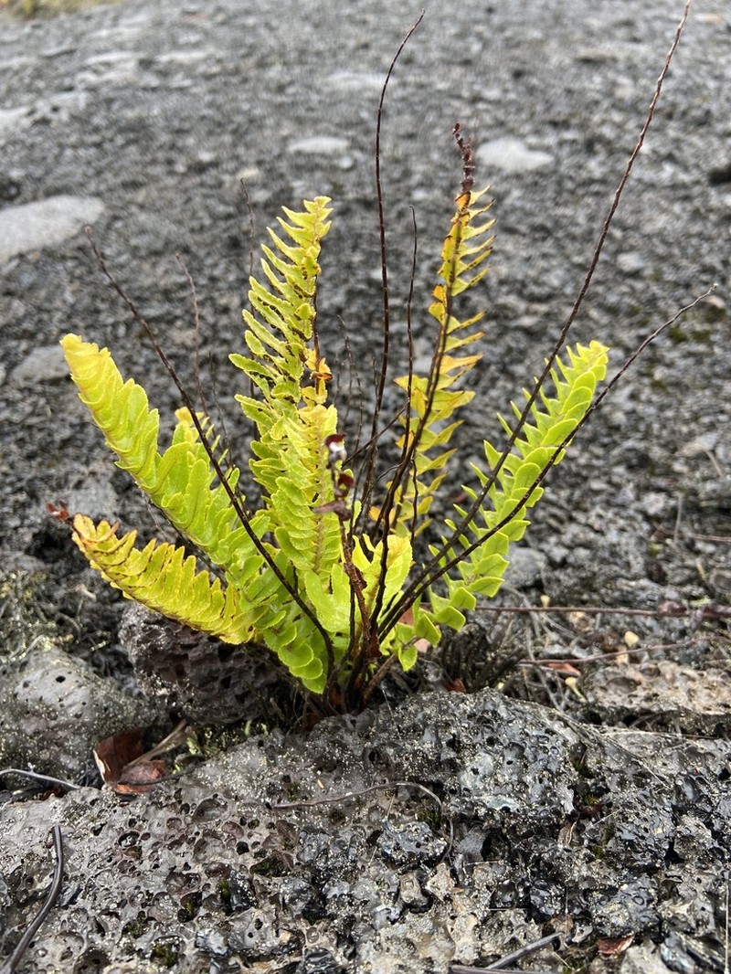 Dotted Polypody photo 6