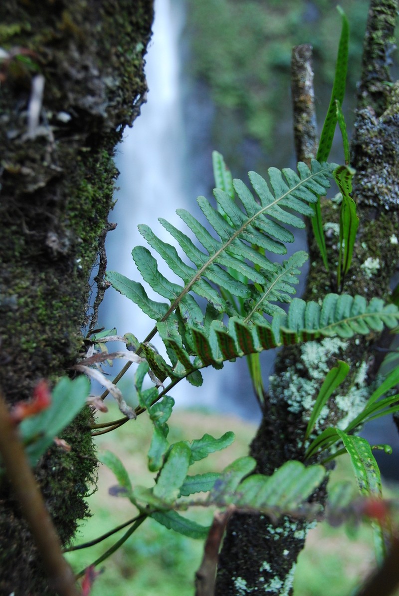 Dotted Polypody photo 7