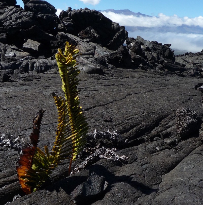 Dotted Polypody photo 8