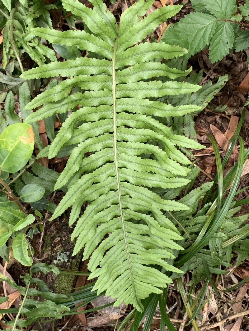 Polypodium pellucidum var. acuminatum