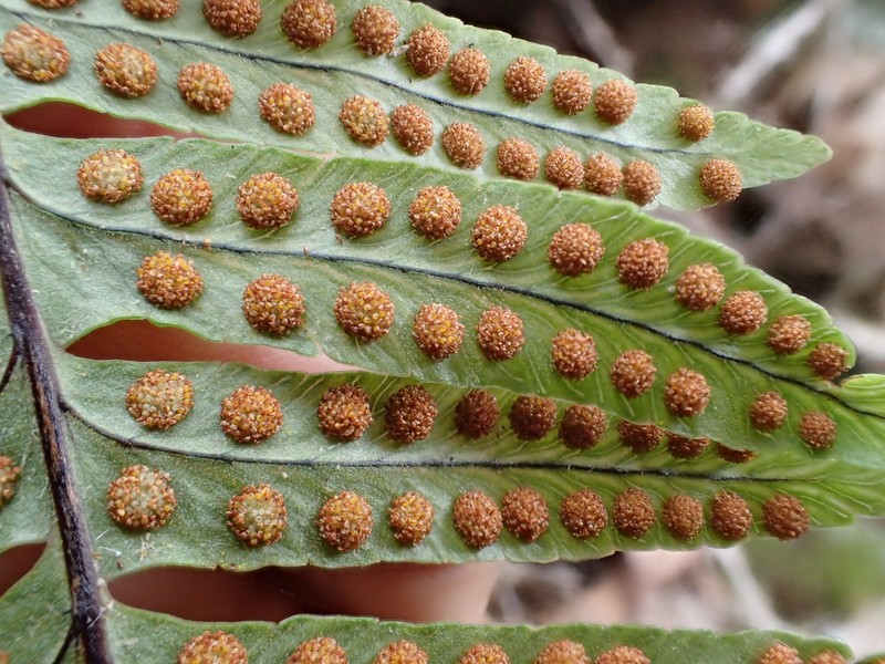 Polypodium pellucidum var. acuminatum photo 2