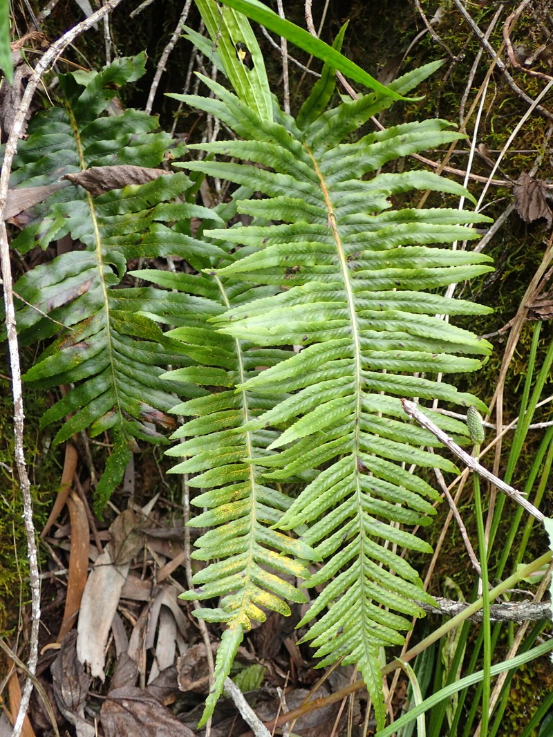 Polypodium pellucidum var. acuminatum photo 3