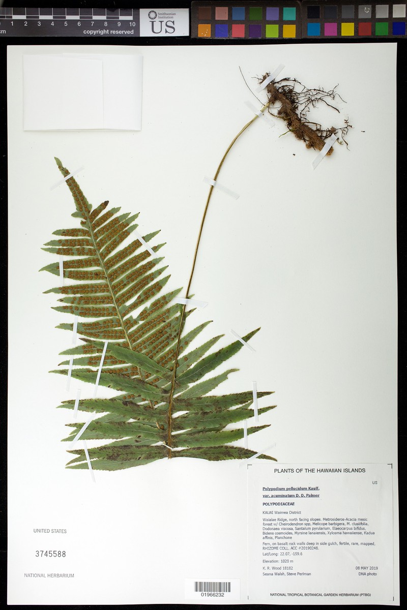 Polypodium pellucidum var. acuminatum photo 4