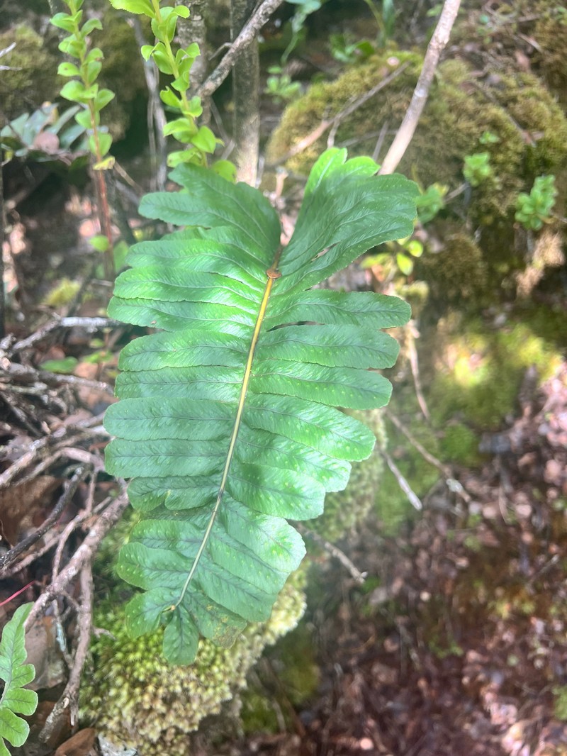 Polypodium pellucidum var. pellucidum