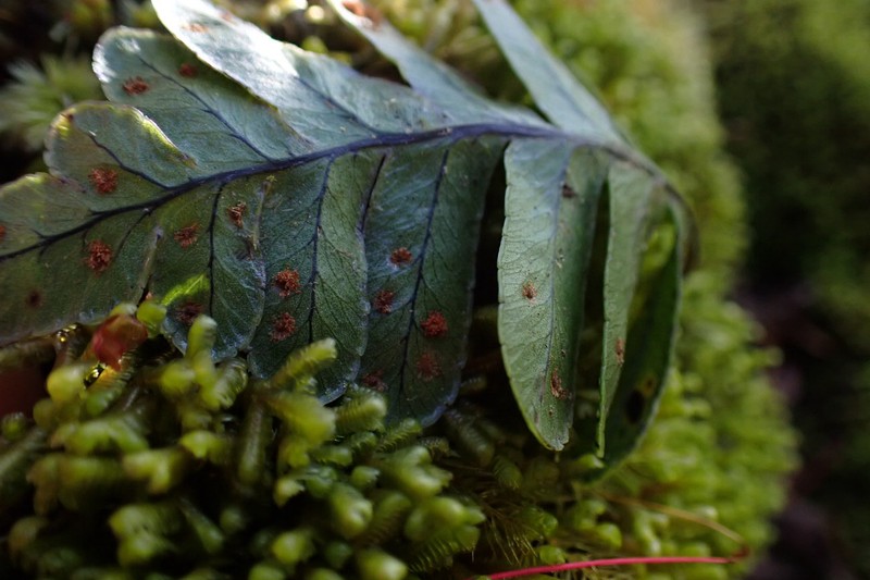 Polypodium pellucidum var. pellucidum photo 2
