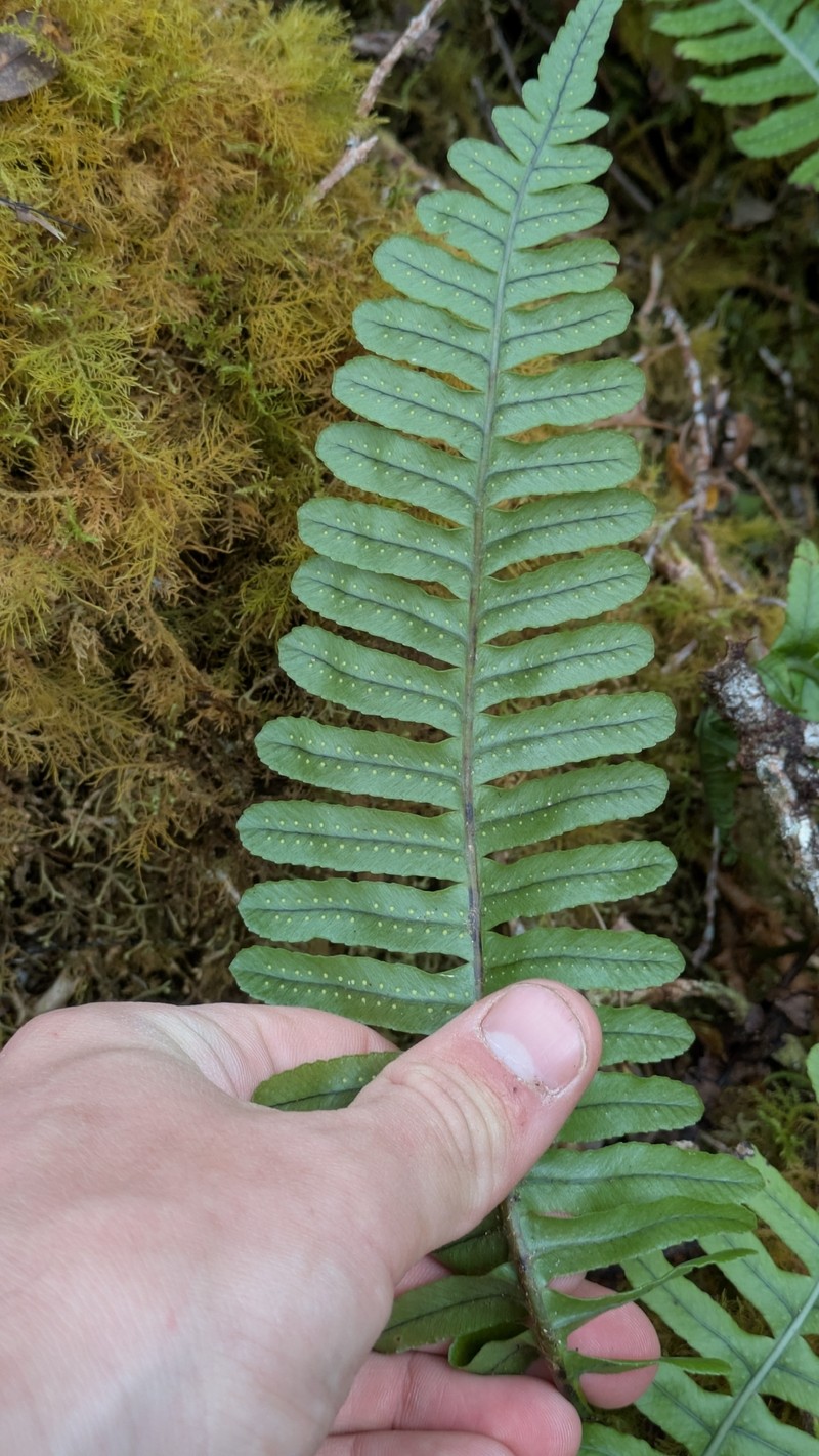Polypodium pellucidum var. pellucidum photo 3