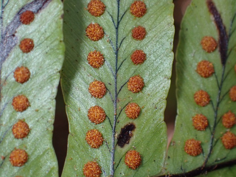 Polypodium pellucidum var. pellucidum photo 4