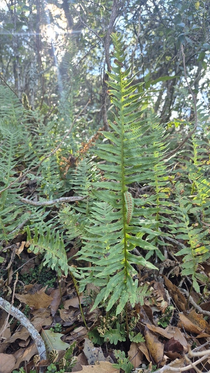 Polypodium plesiosorum