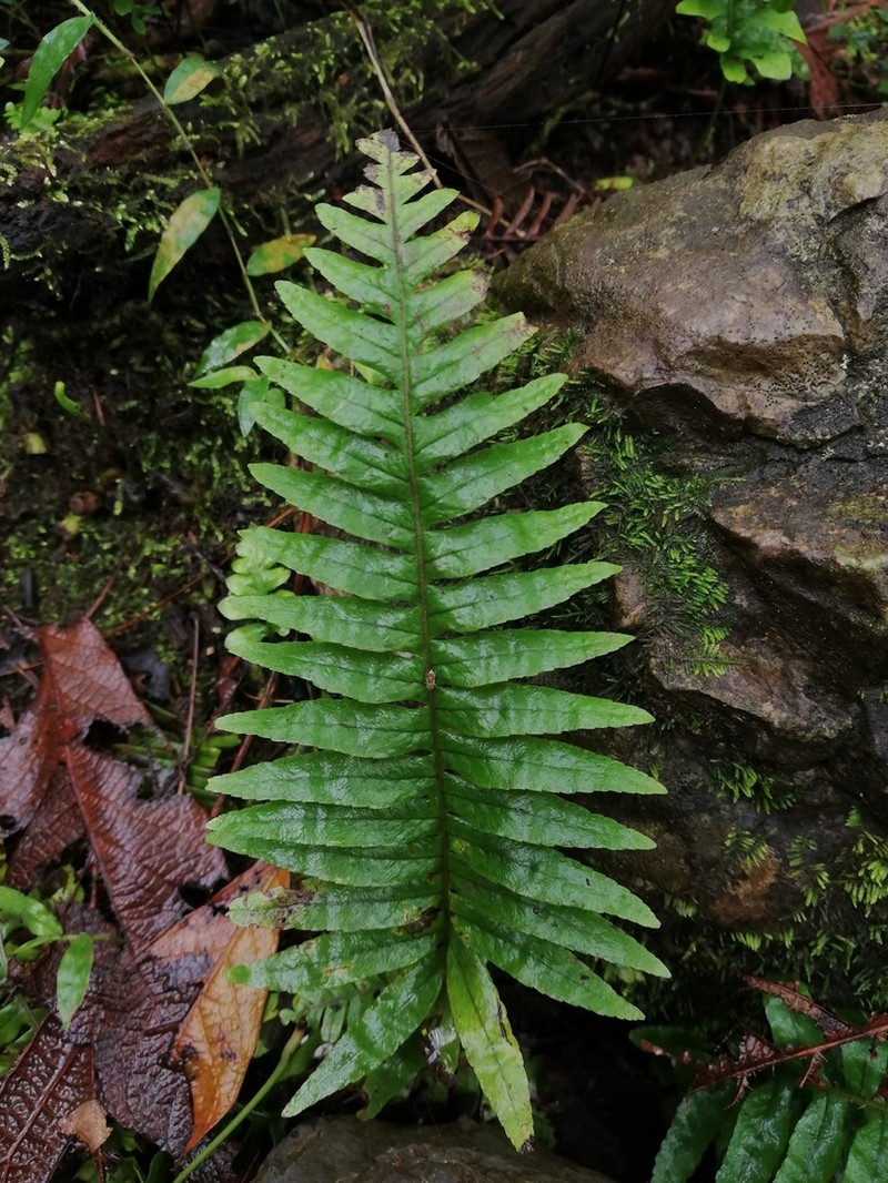 Polypodium plesiosorum photo 2