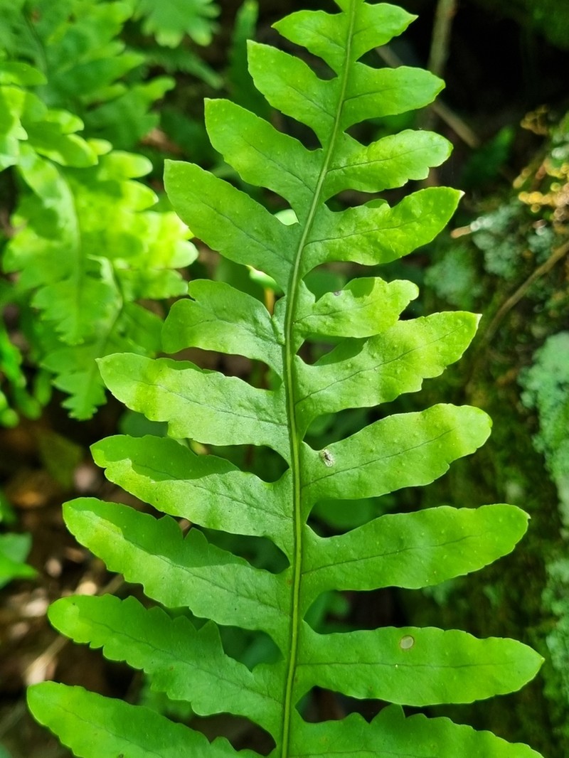 Polypodium plesiosorum photo 3
