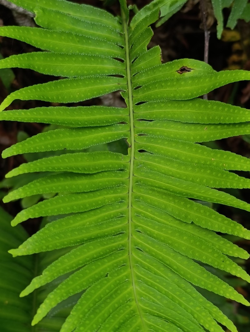 Polypodium plesiosorum photo 4