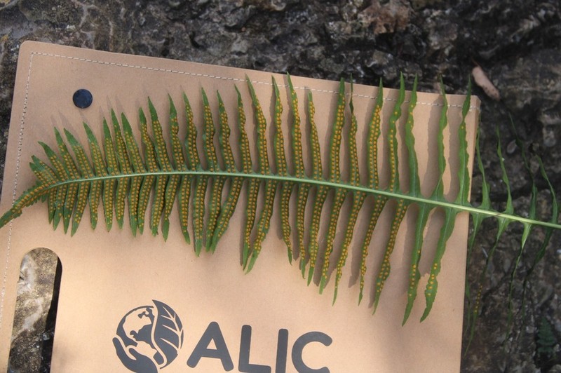Polypodium plesiosorum photo 5