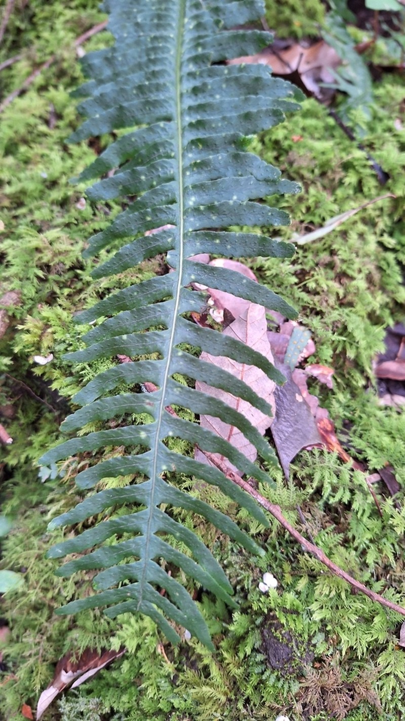 Polypodium plesiosorum photo 6
