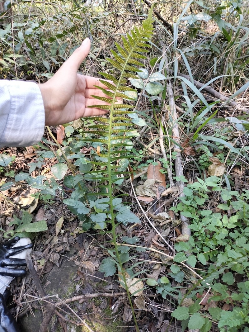 Polypodium plesiosorum photo 7