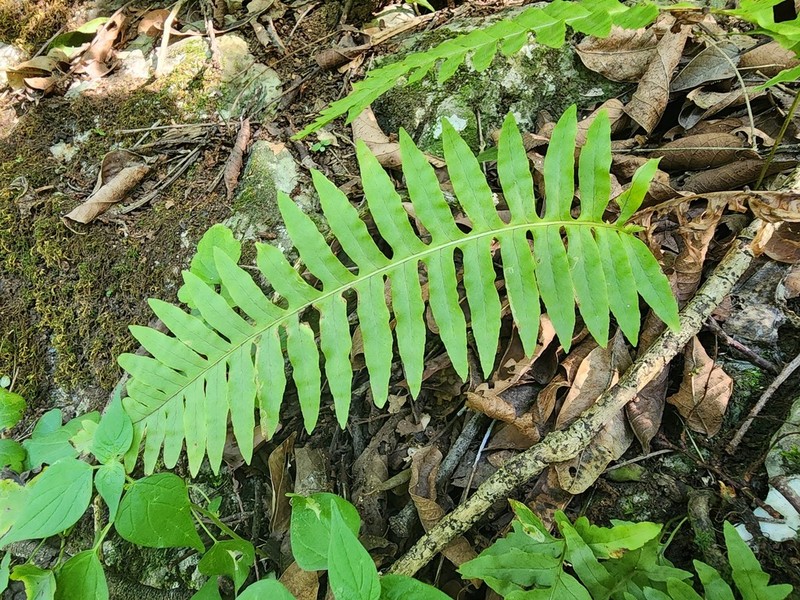 Polypodium plesiosorum photo 8