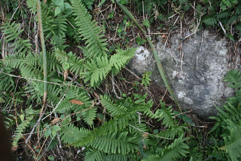 Polypodium plesiosorum var. plesiosorum