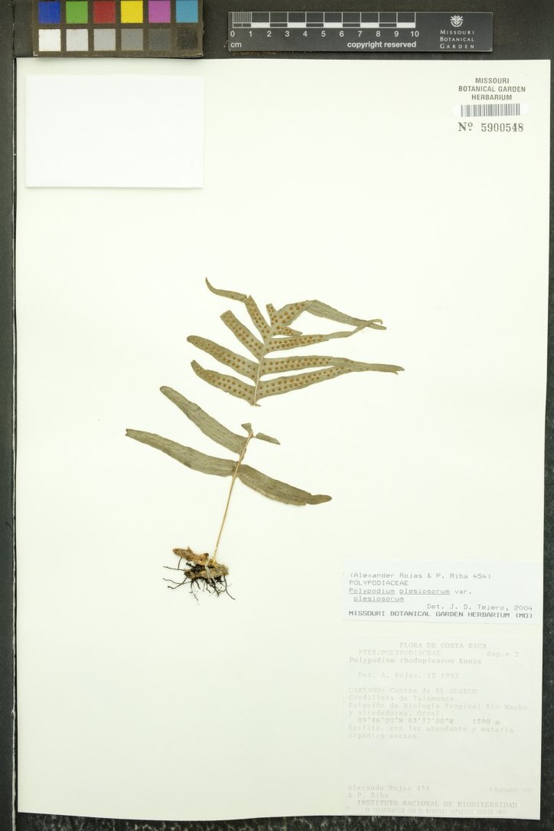 Polypodium plesiosorum var. plesiosorum photo 2