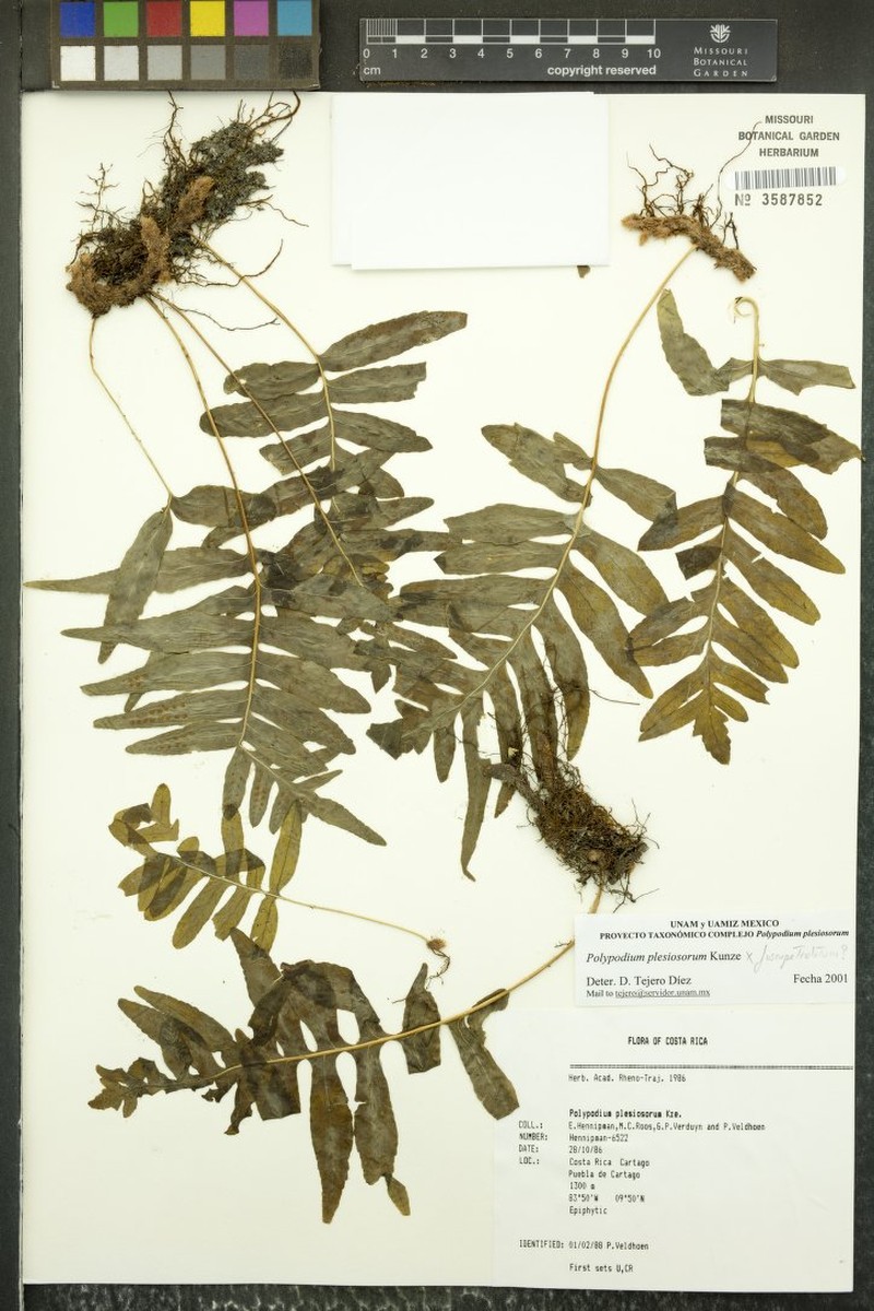 Polypodium plesiosorum var. plesiosorum photo 3